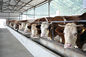 単一の長いスパンが付いているエネルギー効率が良い軽量の鋼鉄構造組み立ての牛舎システム サプライヤー