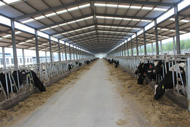 中国 オートメーションおよび衛生前作られた鋼鉄構造牛舎組み立てシステム サプライヤー